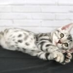 FuniDSC07768