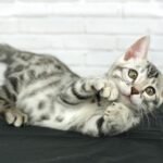 FuniDSC07775