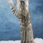 FafnirDSC00966
