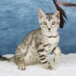FafnirDSC01099