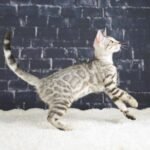 FafnirDSC04770
