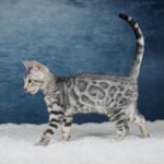 FafnirDSC07897