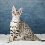 FafnirDSC08074