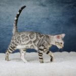 Melanistic Blue (not recognized by TICA as of 2025)