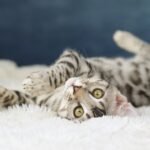 FangDSC07170