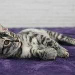 FelixvarelaDSC02748 (2)