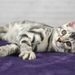 FuniDSC02204