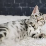 FuniDSC03775 (2)