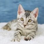 FuniDSC09161