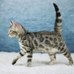 FuniDSC09275