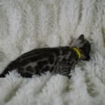 Sysygy_Week-2_DSC00706