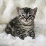 Sysygy_Week-3_DSC00807