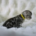 Sysygy_Week-3_DSC00893