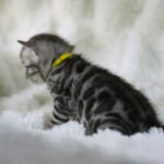 Sysygy_Week-3_DSC00907