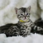 Sysygy_Week-3_DSC00961