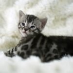 Sysygy_Week-3_DSC00995