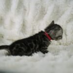 Umbra_Week-3_DSC01597