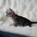 Umbra_Week-3_DSC01671