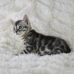 Syzygy_Week-5_DSC03300