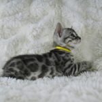 Syzygy_Week-5_DSC03385