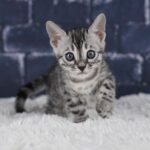Syzygy_Week-6_DSC04364