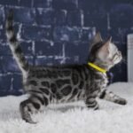 Syzygy_Week-6_DSC04399