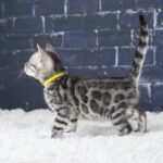 Syzygy_Week-6_DSC04412