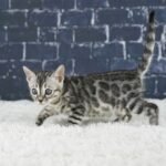 Syzygy_Week-6_DSC04659