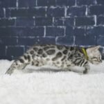Syzygy_Week-6_DSC04687