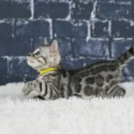 Syzygy_Week-6_DSC04768