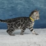 Syzygy_Week-7_DSC07020