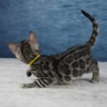 Syzygy_Week-7_DSC07032