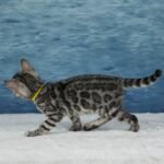 Syzygy_Week-7_DSC07042