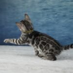 Syzygy_Week-7_DSC07044