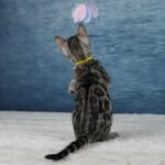 Syzygy_Week-7_DSC07068