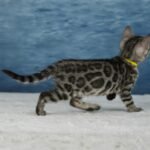 Syzygy_Week-7_DSC07071