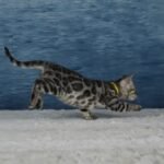Syzygy_Week-7_DSC07175