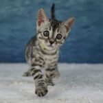 Syzygy_Week-7_DSC07280