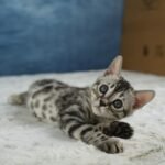 Syzygy_Week-7_DSC07351