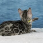 Syzygy_Week-7_DSC07366