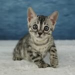 Syzygy_Week-7_DSC07435