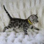 Syzygy_Week_4_DSC01976
