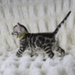 Syzygy_Week_4_DSC02021