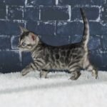 Umbra_Week-6_DSC05554