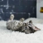 Umbra_Week-6_DSC05741