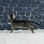 Umbra_Week-6_DSC05757