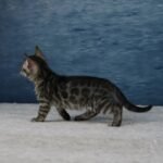 Umbra_Week-7_DSC08552