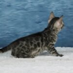 Umbra_Week-7_DSC08787
