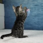 Umbra_Week-7_DSC08865