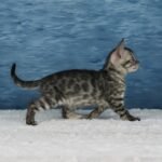 Umbra_Week-7_DSC09066